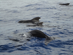 Globicephala