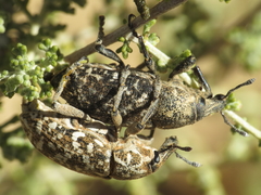 Leucomigus tesselatus