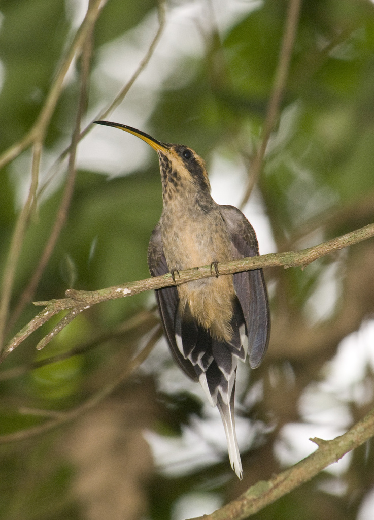 Scale-throated Hermit