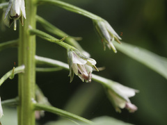 Lysimachia decurrens