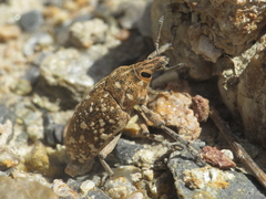 Leucomigus tesselatus