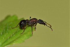 Stictoponera bicolor