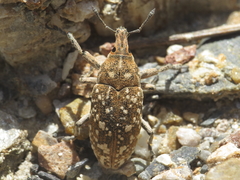 Leucomigus tesselatus