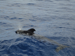 Globicephala