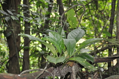 Anthurium tacarcunense
