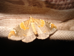Eulithis pyropata