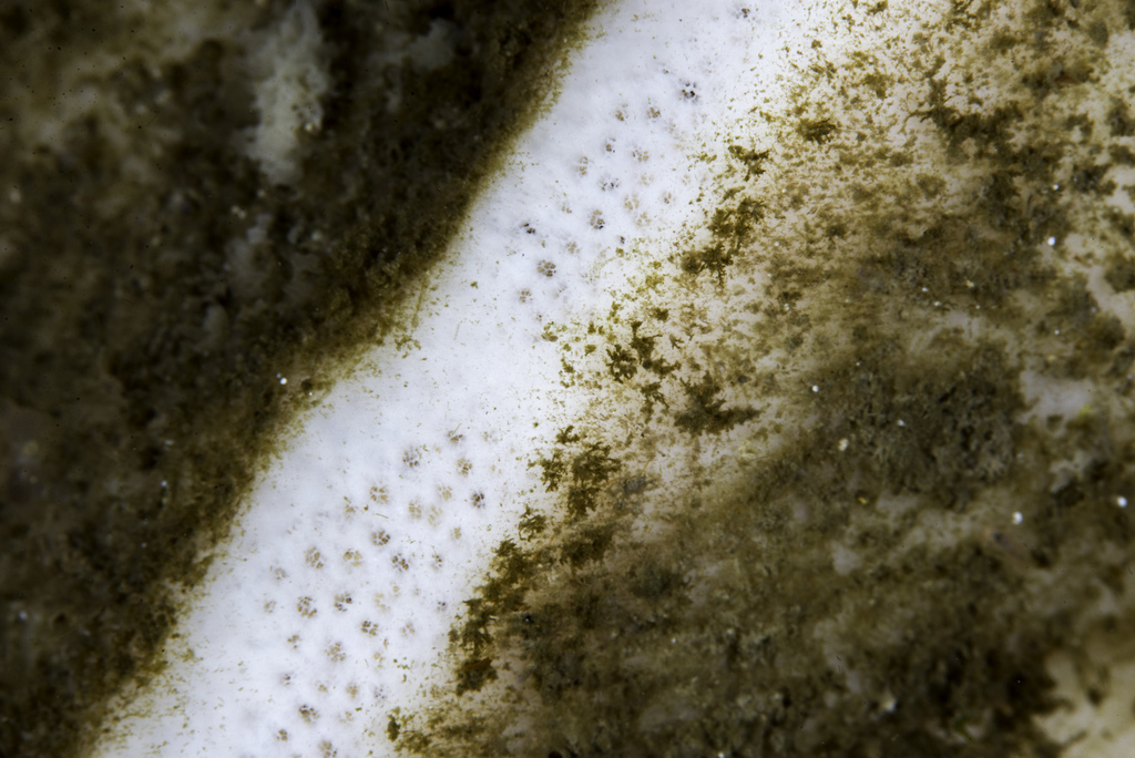 ponderous horny sponge