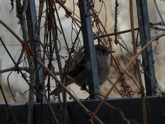 Phoenicurus ochruros