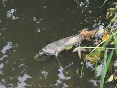Channa striata