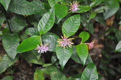 Palicourea suerrensis