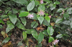 Palicourea suerrensis