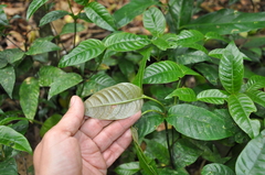 Palicourea suerrensis