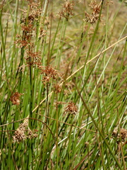 Juncus effusus austrocalifornicus