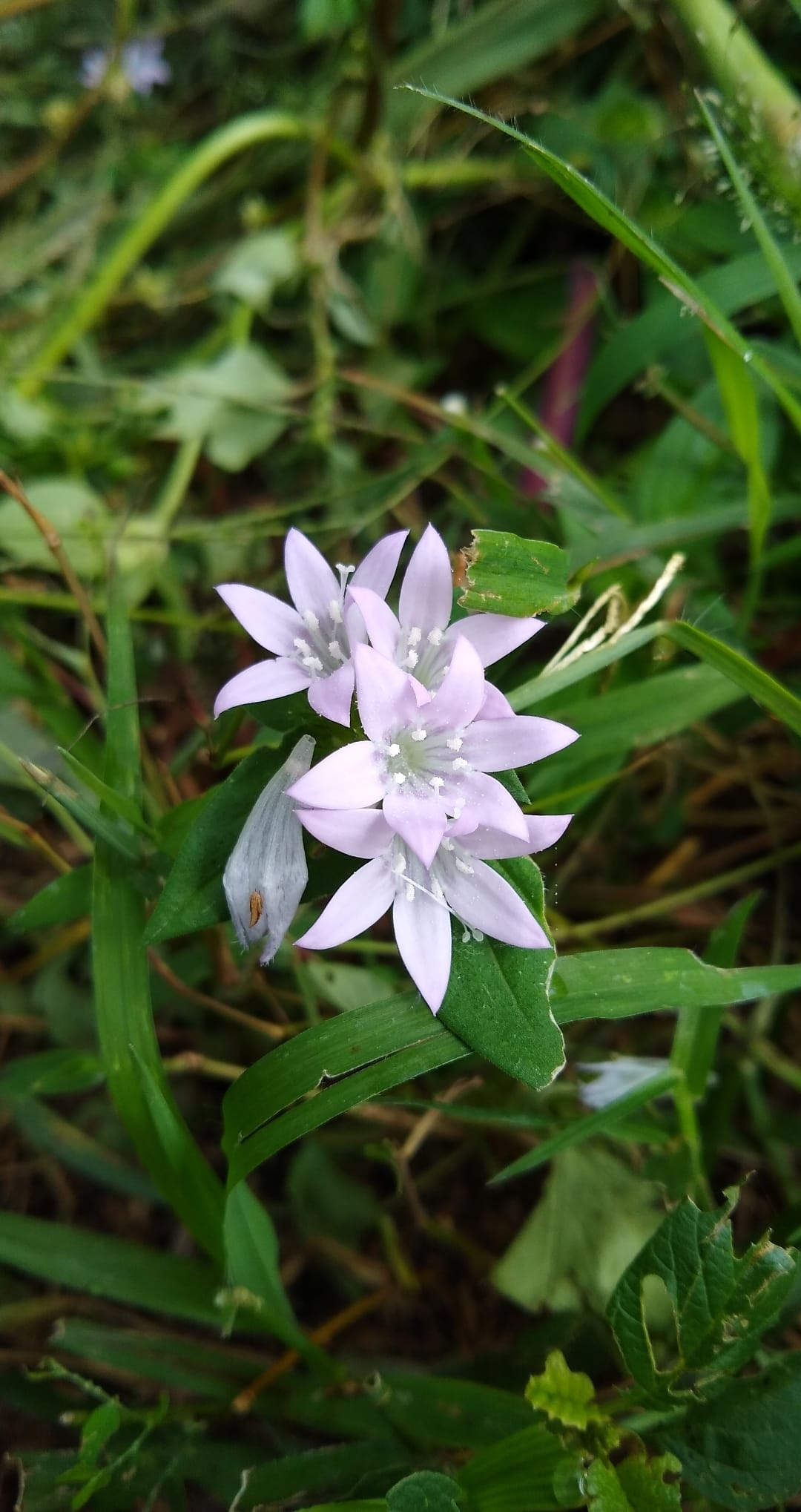 Richardia grandiflora