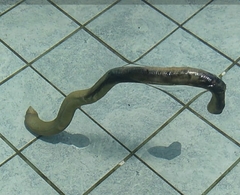 Gymnophiona