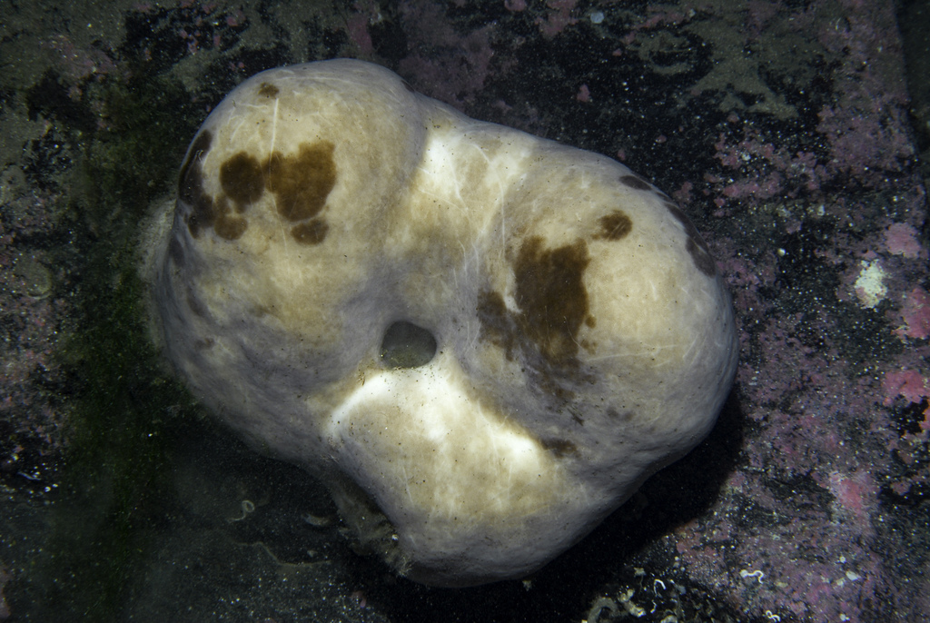 Barrett's horny sponge
