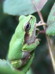 Hyla japonica