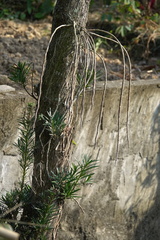 Podocarpus macrophyllus