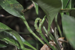Anthurium tacarcunense