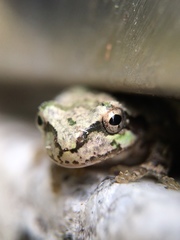 Hyla japonica