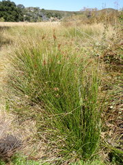 Juncus effusus austrocalifornicus