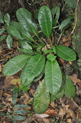 Anthurium tacarcunense