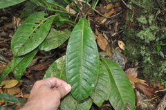 Anthurium tacarcunense