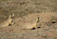 Cynomys parvidens