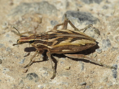 Coniocleonus megalographus
