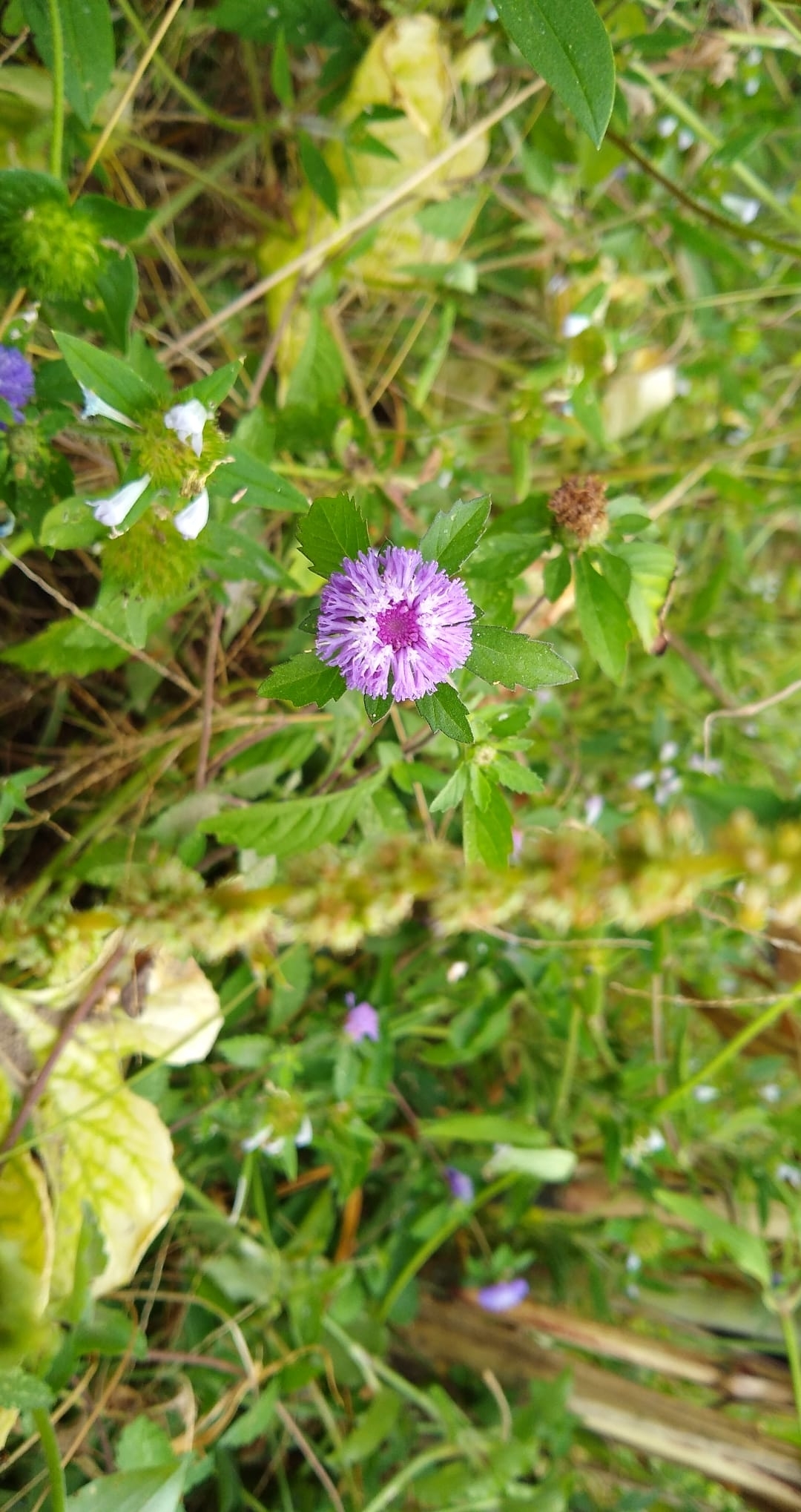Centratherum punctatum