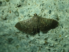 Cryptobotys zoilusalis