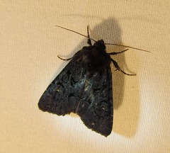 Apamea impulsa