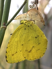 Eurema mandarina