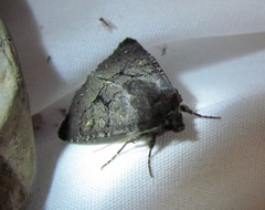 Apamea impulsa