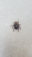Badumna longinqua