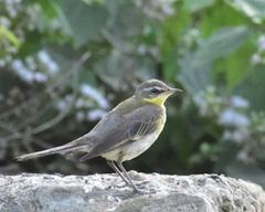 Motacilla flava