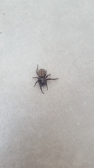 Badumna longinqua
