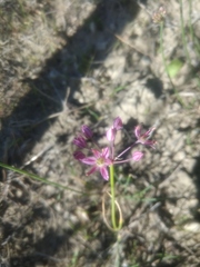 Allium samurense