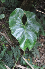 Anthurium laevum