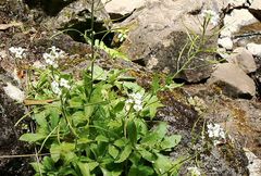 Arabis caucasica