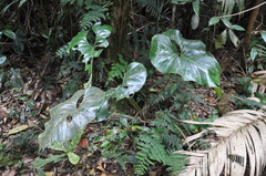 Anthurium laevum