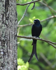 Dicrurus macrocercus
