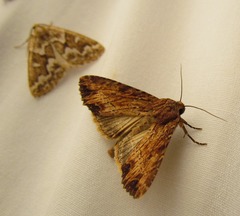 Apamea lignicolora