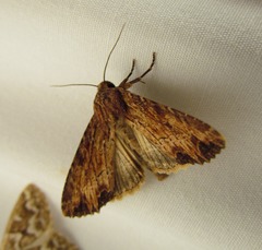 Apamea lignicolora