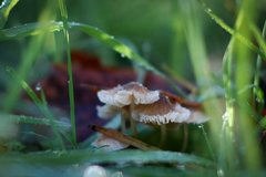 Mycena olivaceomarginata