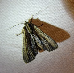 Apamea verbascoides