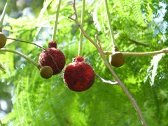 Parkia biglandulosa