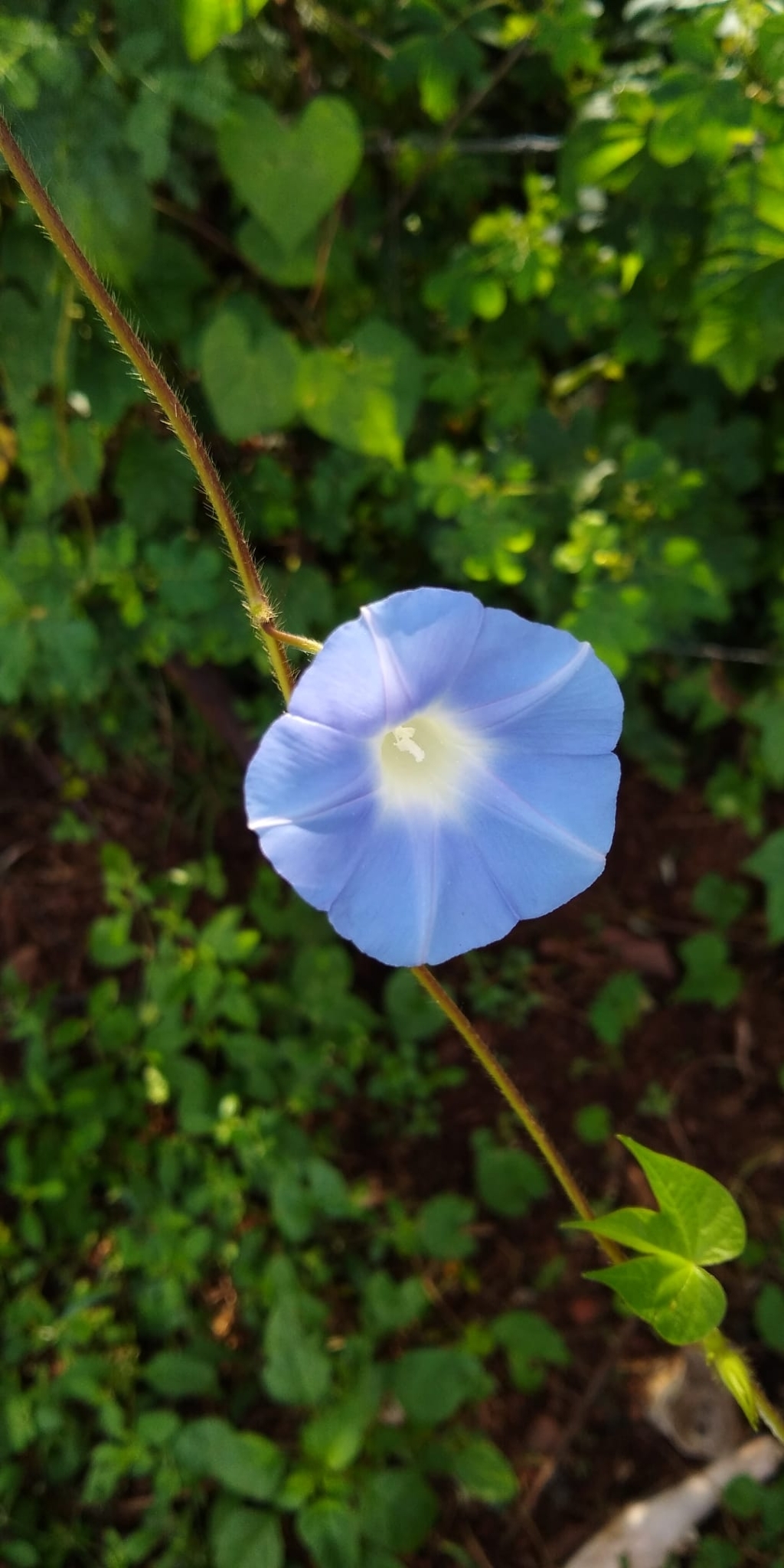 Ipomoea nil