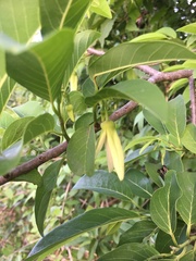 Annona squamosa