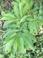 Annona squamosa
